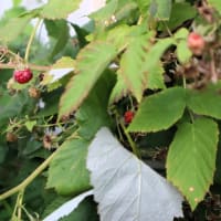 トホホ～。我が家の庭がヤマモモでグチャグチャに～。
