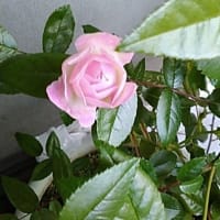 クラシックローズ