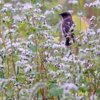 ノビタキ　9.29，10.6.