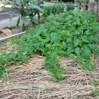 小さな菜園