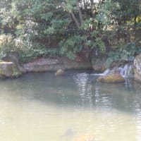 冬の池