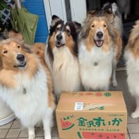 スイカ～～🎵
