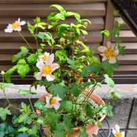 覚えられないよ