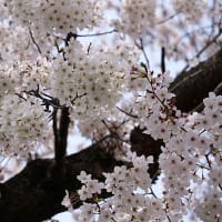 家の近所の桜