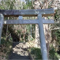 吾妻山公園（菜の花＆富士山）