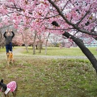 愛犬と桜　2023　in 千葉