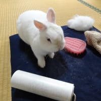 抜け毛の頃のしろんの月命日🌟