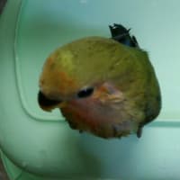 グリちゃん、初めての水浴び。