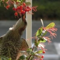 毎日ヒヨドリが来ます～♪