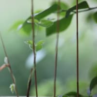 🧹🐍❼　    蝉しぐれに目を覚ます・・・　あさがお蔓を伸ばす　　遠くを走る集団山見せ　　信頼できる指導者プーチン　　英仏打倒の必要性