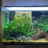 今週の水草水槽＆にゃんこ 2025.5.21