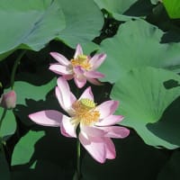 千葉公園の大賀ハスまつり