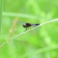 広島県世羅町紀行／コウノトリ　ブッポウソウ　ヒョウモンモドキ　ハッチョウトンボなど