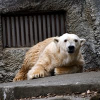 バフィンさん　こんにちは　お元気でなにより
