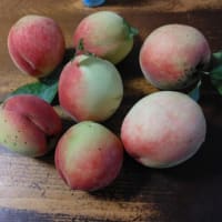 家庭菜園の白桃