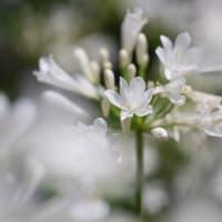 白花の紫君子蘭