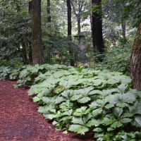 赤城自然園⑥シキンカラマツ