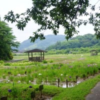 伊勢市「二見しょうぶロマンの森の花菖蒲と紫陽花」見てきました～(^^)  2025