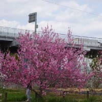 前川提桜並木・巨椋池干拓地ハナモモ