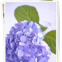 紫陽花、諸行無常。