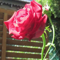 我が家の薔薇