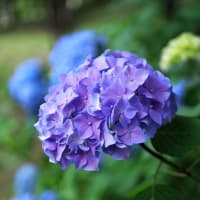 LUMIX G 25mm F1.7で撮る紫陽花