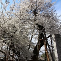 石戸蒲ザクラ
