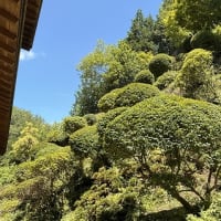 ◆  裏山の剪定終了