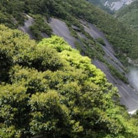大雨にも負けず屋久島をぐるっと一周！【屋久島観光ガイドツアー】