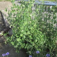 トマト　と　ピーマン　植えました