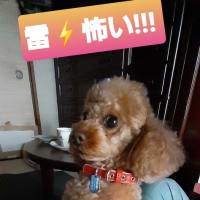 豪雨と雷です!