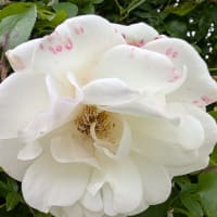 白いバラきれい　赤が少し混ざると　またきれい！！