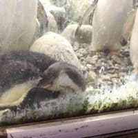 何ペンギンのヒナ？　２
