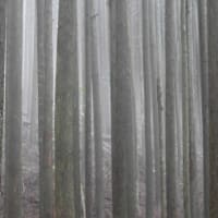 ヒトツボクロに蕾