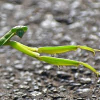 おいで、おいで、