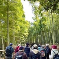 京都/日向市「竹の径」を歩く