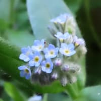 忘れな草、ルピナスなどの花
