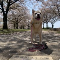 チップの訃報