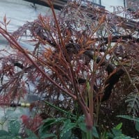 6月11日・雨。。。