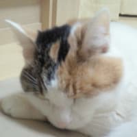 おやすみなさい