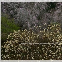 枝垂れ桜＆ミツマタ