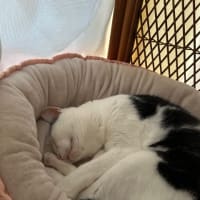 芋活終了