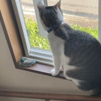夏模様になりましたとニャンコはね・・・