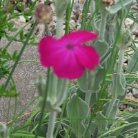 昨夜半、庭端で初蛍２匹、そして夏の花、「ビロード草」も満開。