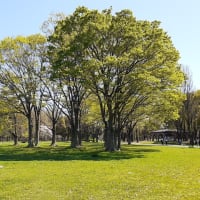 中央広場 水辺の桜と緑