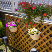 花の植え替え