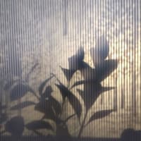 影：プラダンに植物の