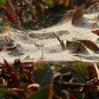 蜘の巣