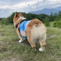 犬も毎日の運動は欠かせません。「福岡市社交ダンス教室・レンタルスタジオのダンススクールライジングスター」