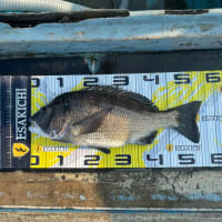 9月8日　イカダ釣り釣果